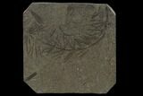 Fossil Pennsylvanian Horsetail (Asterophyllites) - France #114655-1